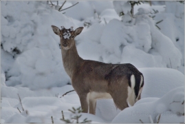 <p>DANĚK SKVRNITÝ (Dama dama) Šluknovsko - Harta /Fallow deer - Damhirsch/</p>